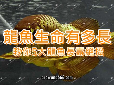 龍魚 壽命 招財植物2023